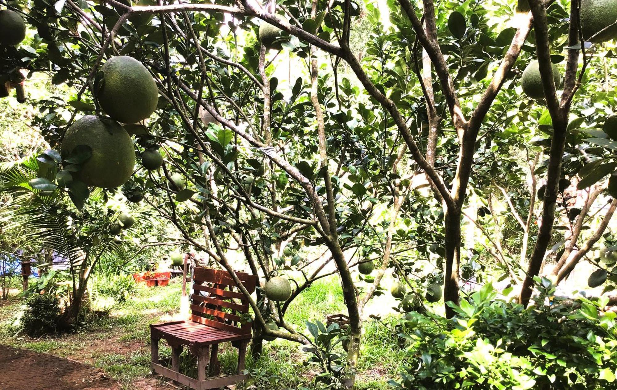 Ben Tre Farm Stay Eksteriør bilde