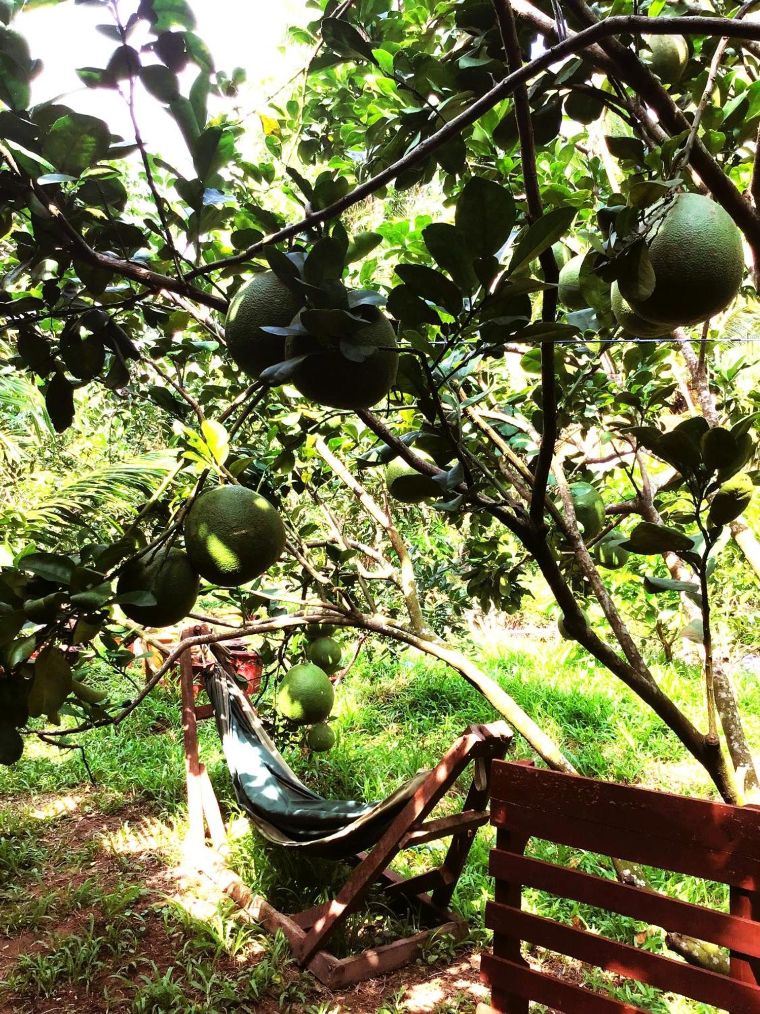 Ben Tre Farm Stay Eksteriør bilde