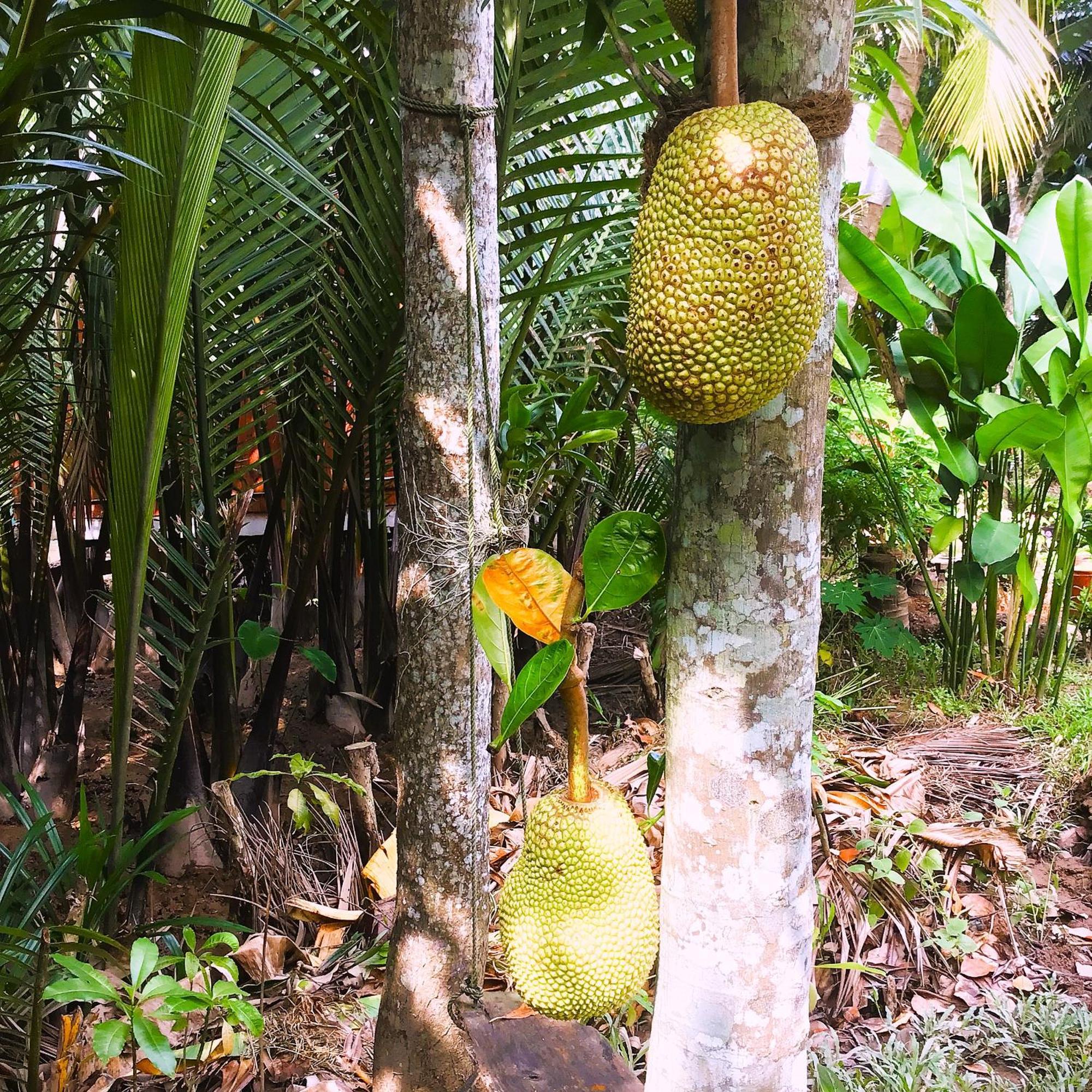 Ben Tre Farm Stay Eksteriør bilde